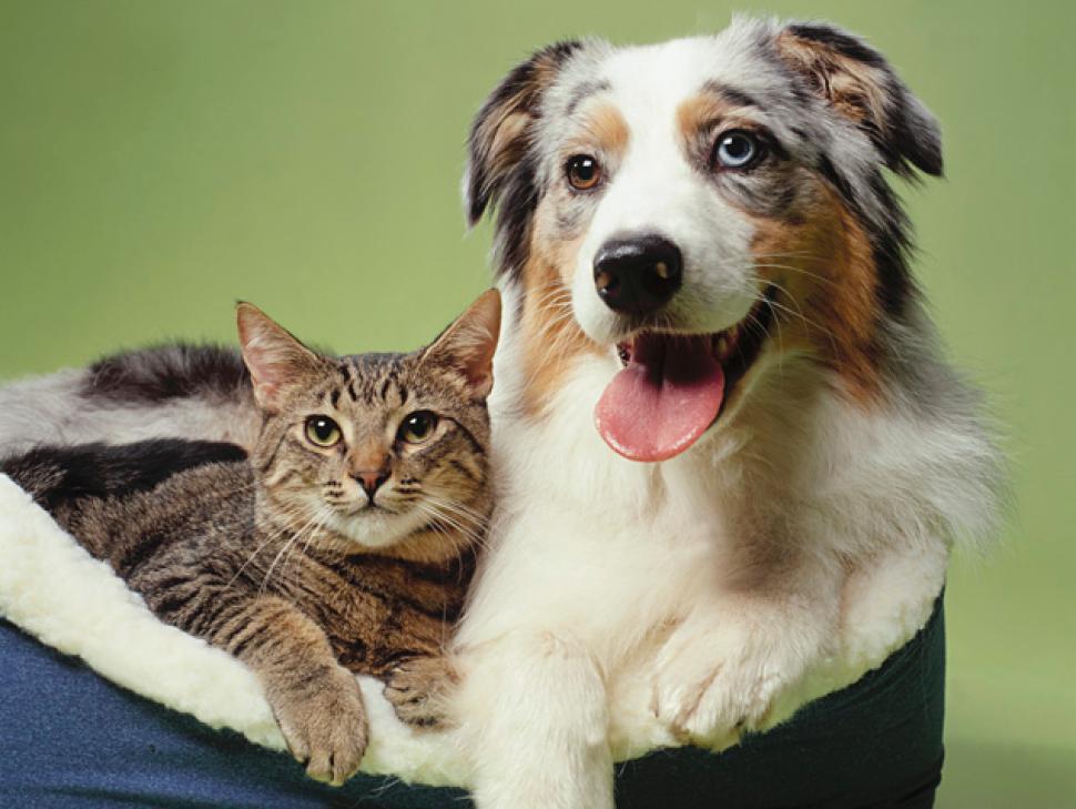 Tema 55. Perros y gatos