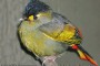 Liocichla bugunorum