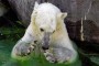 Oso blanco en un zoologico