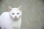 Gato blanco con ojos azules
