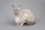 Devon Rex