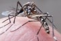 Aedes aegypti