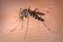 Aedes albopictus