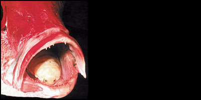 Cymothoa exigua, come lenguas