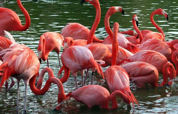 Flamencos rosados