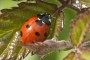 Coccinella algerica, Sarantotón de Canarias
