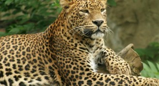 leopardo-sentado copia (Small)