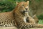 leopardo-sentado copia (Small)