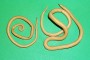 Ascaris lumbricoides macho y hembra