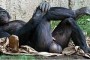 Chimpancé mostrando sus testículos