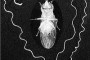 Drosophila bifurca mostrando uno de sus grandes testículo desenrollado