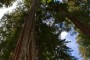 Sequoia sempervirens