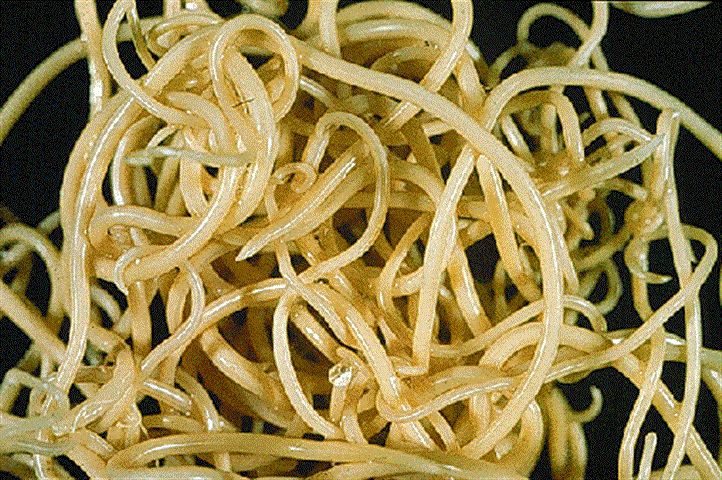 parasitos (Small)