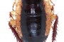 Eurycotis lacernata