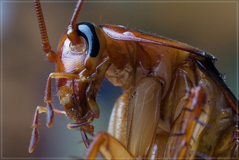 cucaracha