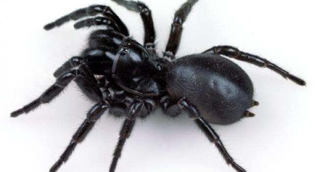 Araña australiana de embudo.