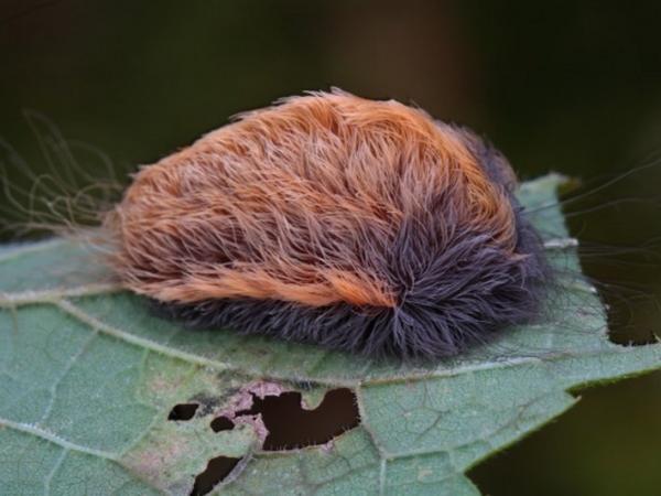 Oruga peluche