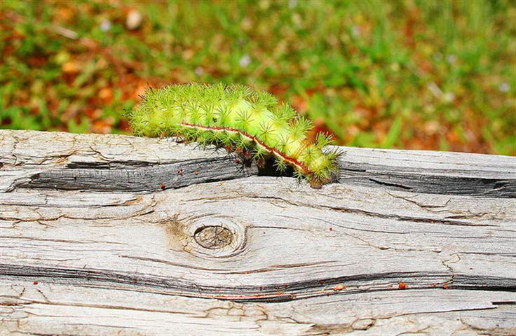 Oruga polilla Io (Small)