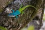 Anolis allisoni