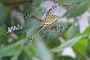 Argiope