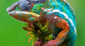 Camaleón mostrando diversidad de colores