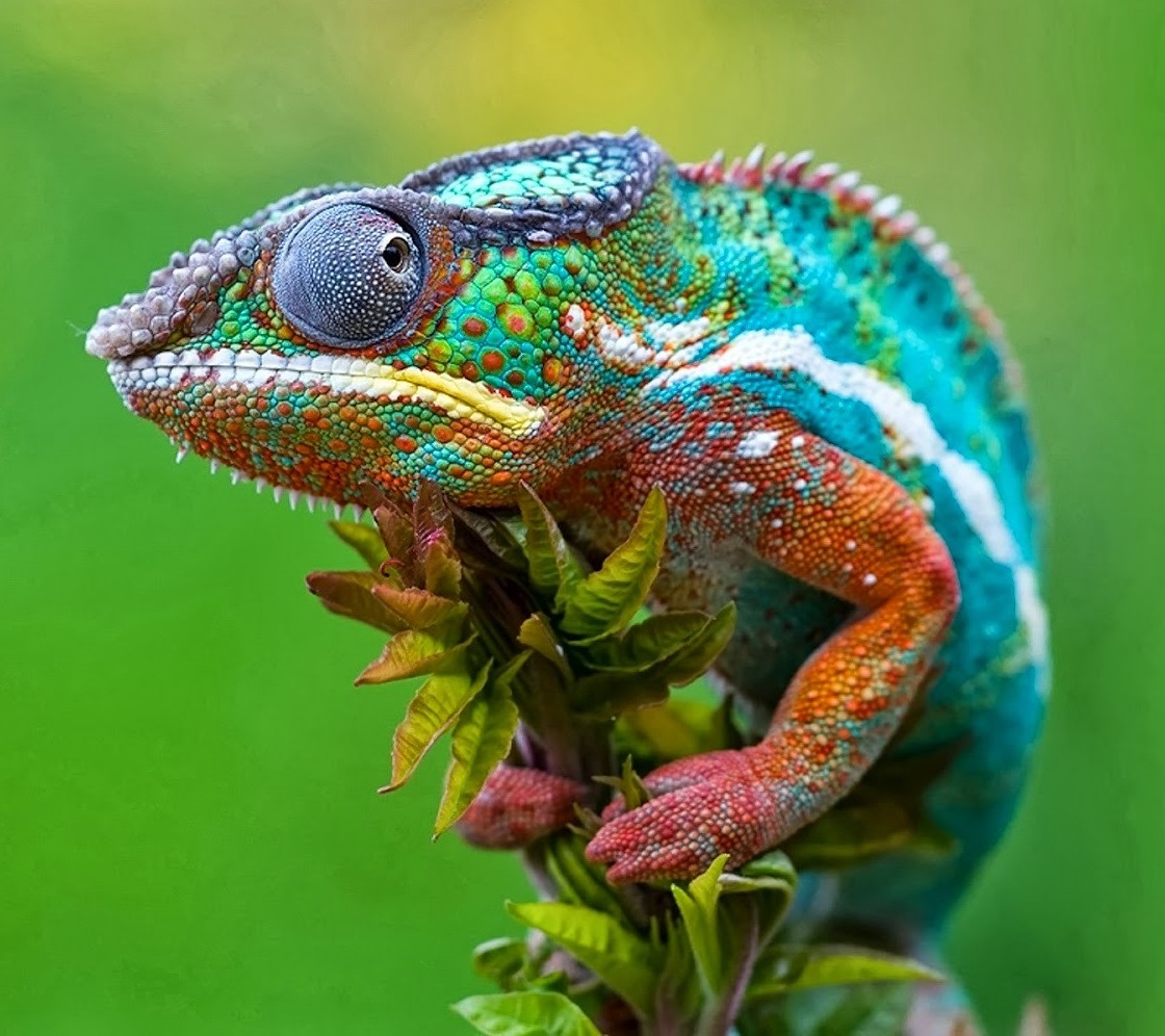 Camaleón mostrando diversidad de colores