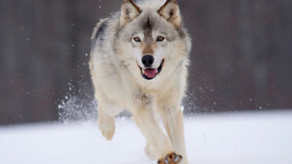 Tema 87.Lobo copia