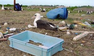 Un albatros, con su nido en medio de la basura. Fotografía de Jay Holcomb