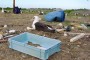 Un albatros, con su nido en medio de la basura. Fotografía de Jay Holcomb