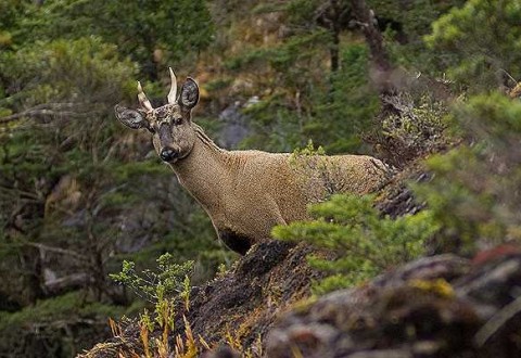 Tema 90. Huemul andino