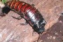 240px-Madagascan.hissing.cockroach.750pix