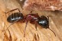 250px-Camponotus_sideview_2