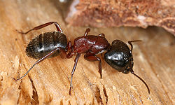 250px-Camponotus_sideview_2