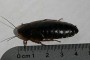 260px-Dubia-cockroach-female-near-ruler