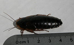 260px-Dubia-cockroach-female-near-ruler