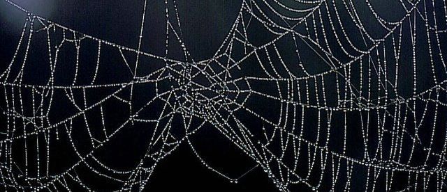 Tema 91. Tela de araña.