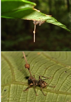 Tema 93. Hormigas muertas mostrando el cuerpo frectífero del hongo Ophiocordyceps unilateralis
