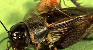 Larva de mosca devorando a un grillo