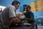 veterinario-cuba-mascotas