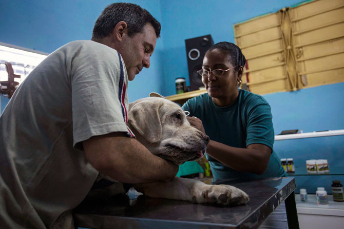 veterinario-cuba-mascotas