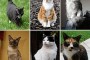 250px-Collage_of_Six_Cats-02