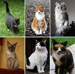 250px-Collage_of_Six_Cats-02