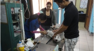 Instaurando terapia anticonvulsiva en una perra con Eclampsia. Clínica Veterinaria “Laika”, Habana Vieja