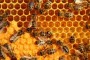 Estructura de una colonia de abejas