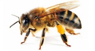 bee-with-pollen-241132730_std_0