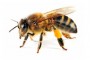 bee-with-pollen-241132730_std_0