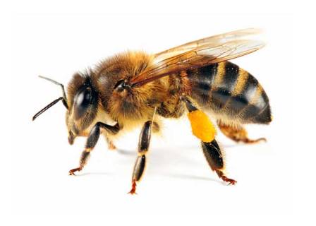 bee-with-pollen-241132730_std_0