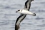 Petrel de Coronilla Negro