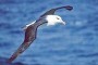 albatros
