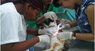 La Técnica Veterinaria Danay Aguilera (izquierda) la Dra. Claudia Ramos (derecha) y una estudiante de la Universidad Agraria de la Habana, realizan una esterilización selectiva (foto: Fernando Gispert)